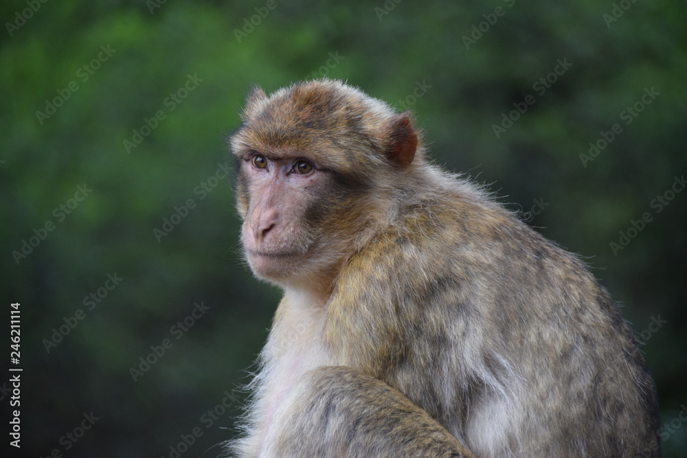 Singe 5 Singe 5