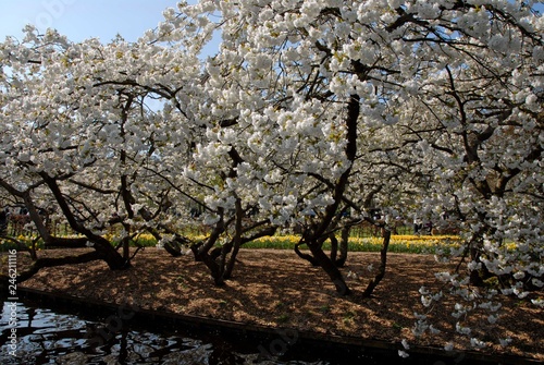 white blossoms intree trees photo