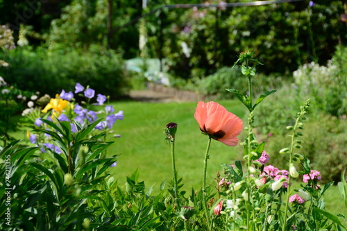 Fototapeta Naklejka Na Ścianę i Meble -  Mohnblume im Garten