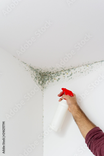 Man spraying interior wall mold. Solving mold on white wall angle by spraying it with chemical.