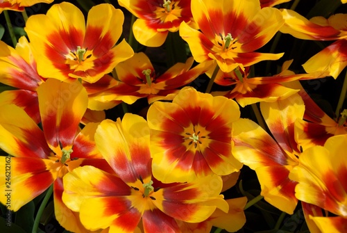 red-yellow tulips close up © Carmela