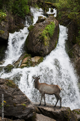 Waterfall in Altai Mountain...