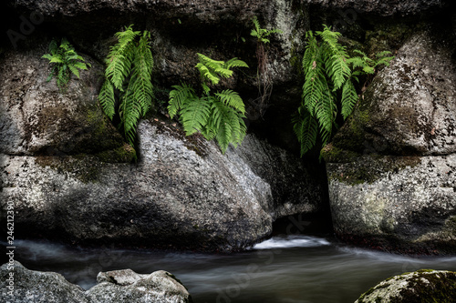 detail of stream in a forest photo