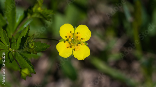 Vászonkép Tormentil or septfoil Potentilla erecta flower macro, selective focus, shallow D