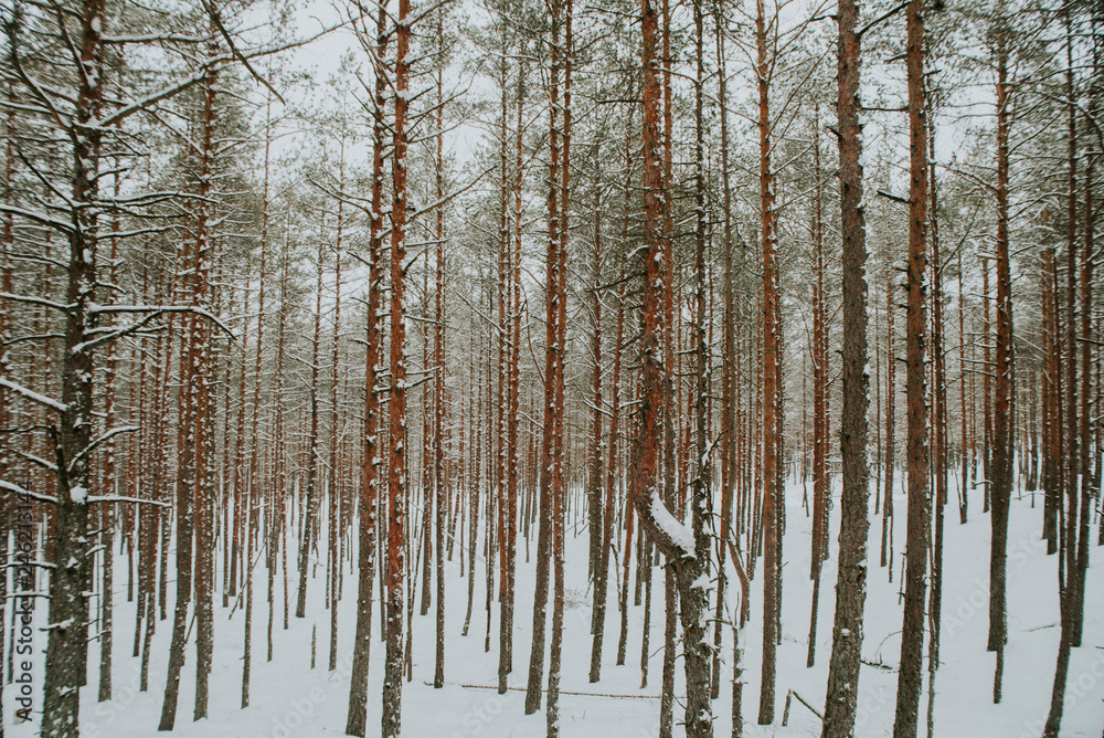 Fototapeta premium Winter in Europes forest