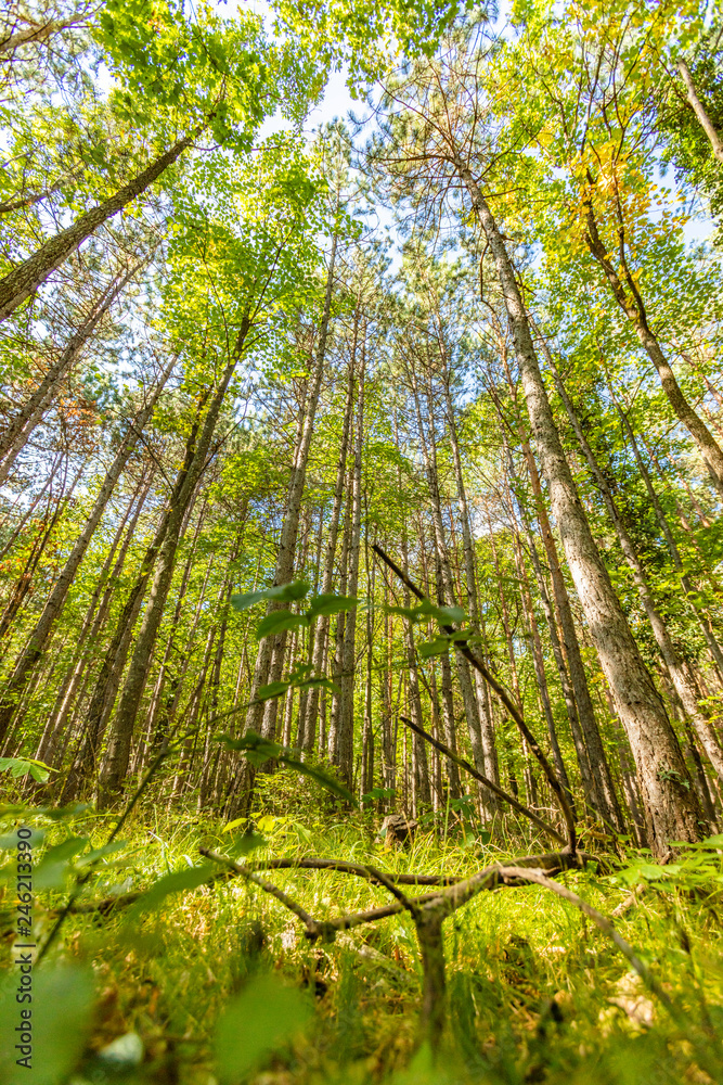 Naklejka premium green forest background 