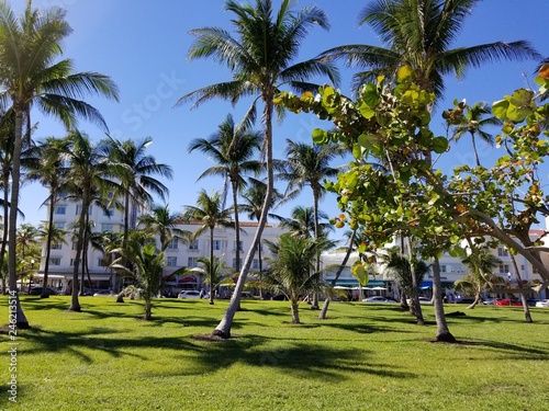 Miami Palm Trees