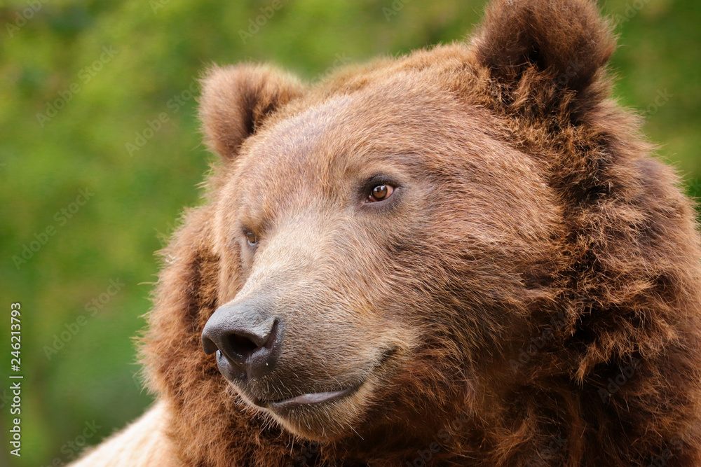 Detail face brown bear