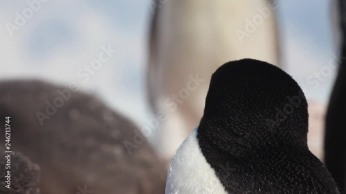 Adelie adult (Pygoscelis adeliae) med close standing gaping in the heat, Antarctica  photo