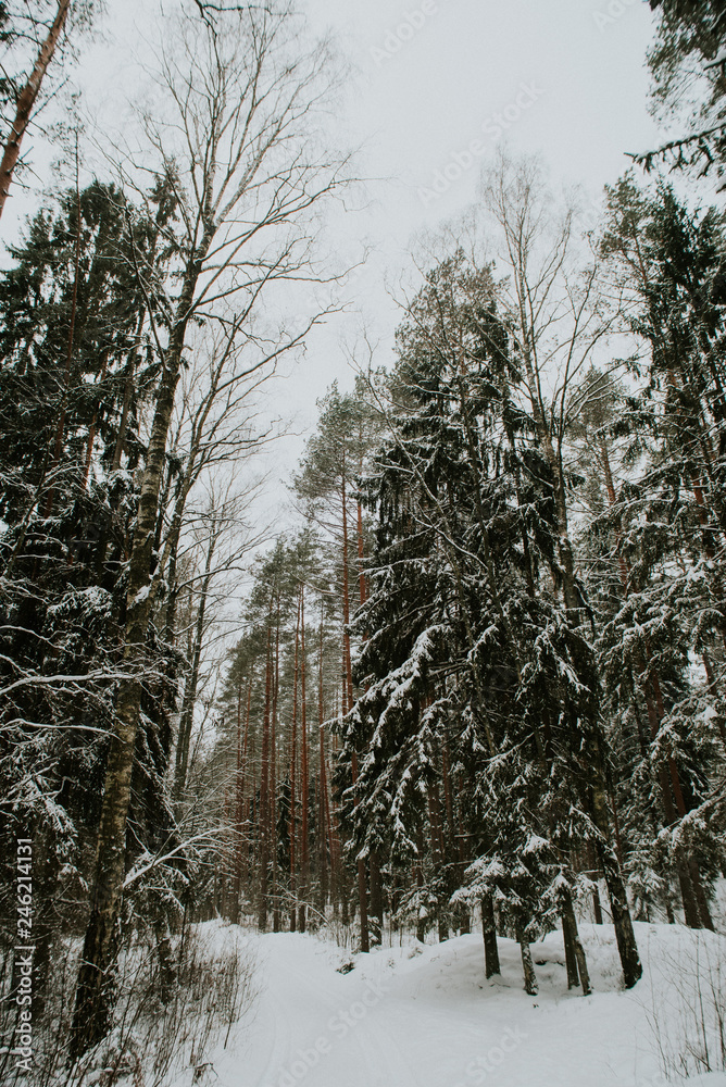 Fototapeta premium Winter in Europes forest