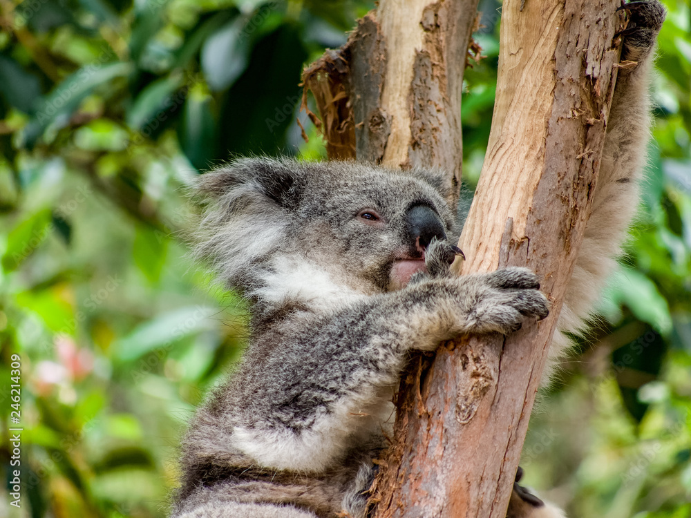 Obraz premium A koala (Phascolarctos cinereus) climbing a eucalyptus tree in Victoria, Australia