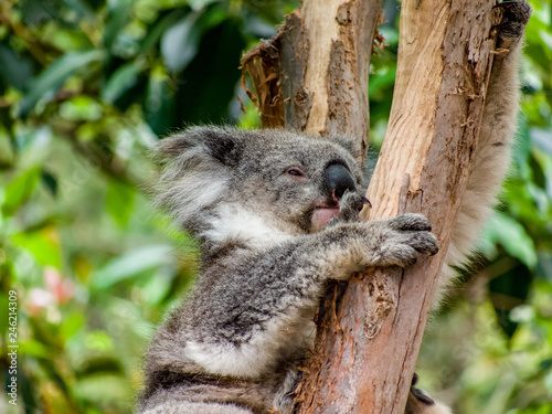 A koala (Phascolarctos cinereus) climbing a eucalyptus tree in Victoria, Australia
