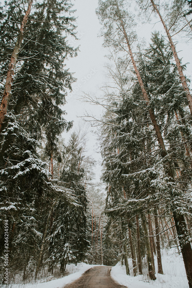 Fototapeta premium Winter in Europes forest