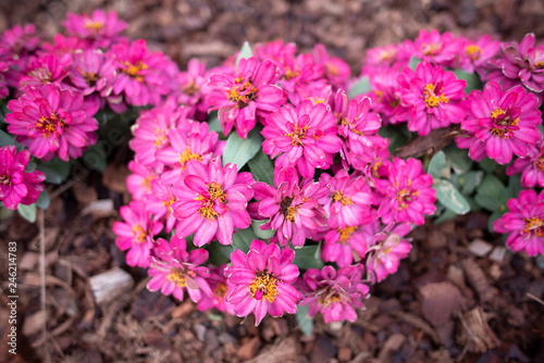 flower in the garden, tropi...