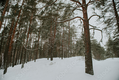 Winter in Europes forest © Rihards