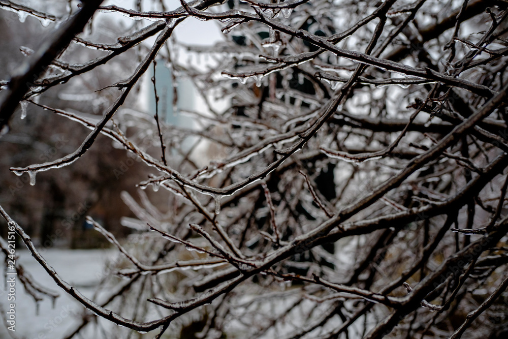 Frozen plants background Frozen plants background