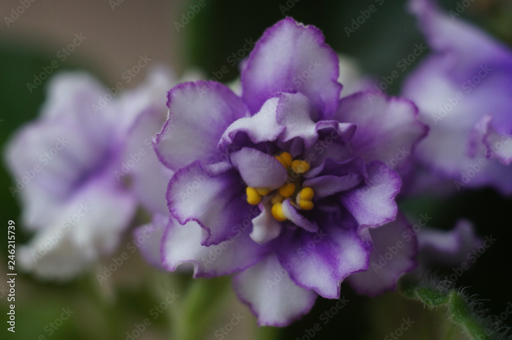 flower of violet