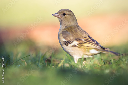 female chaffinch on the ground