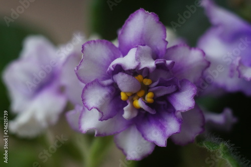 flower of violet