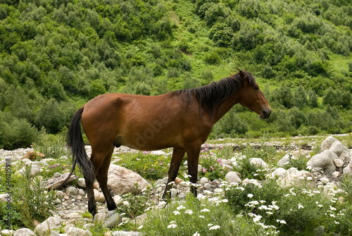View of brown horse in the mountains of Georgia. Svaneti  Ushguli.