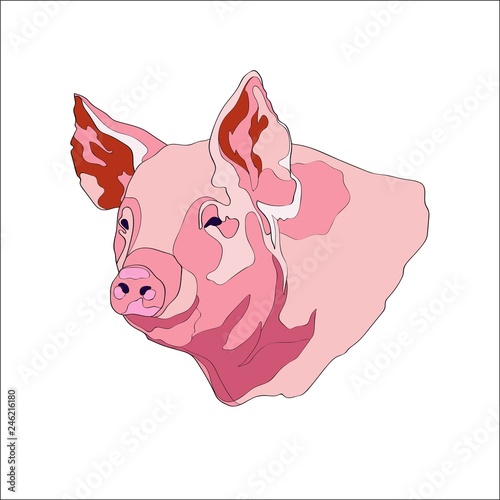Vector illustration. Pig, pig head. Color