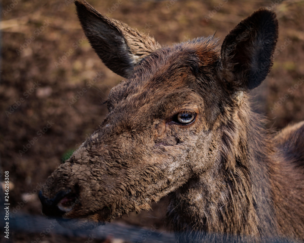 Damhirsche 2,Fabed deer2 Damhirsche 2,Fabed deer2