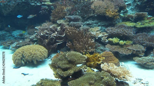 Underwater living coral in Churamuri aquarium, okinawa, Japan photo