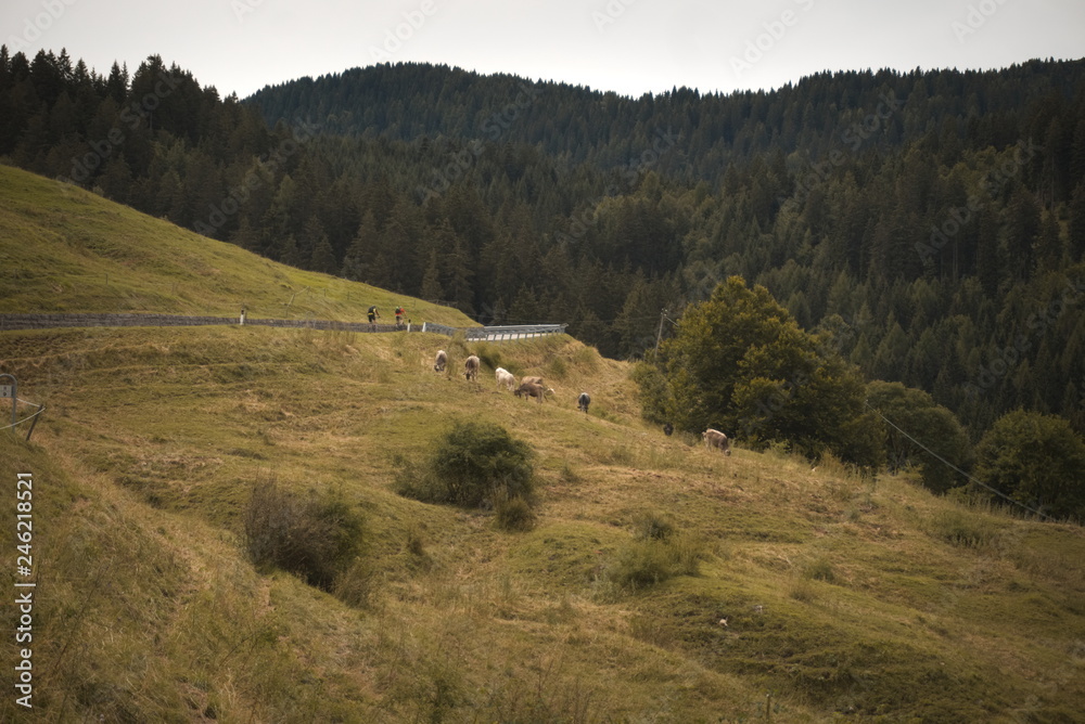 Fototapeta premium Berglandschaft
