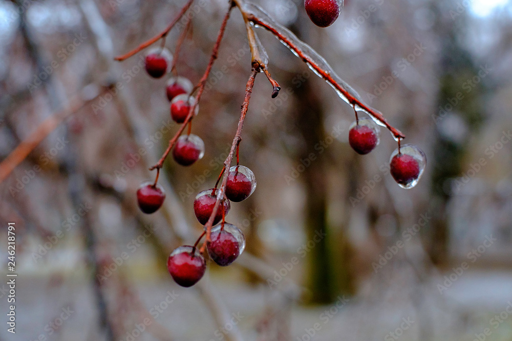 Frozen nature background. Beautiful winter. Frozen nature background. Beautiful winter.