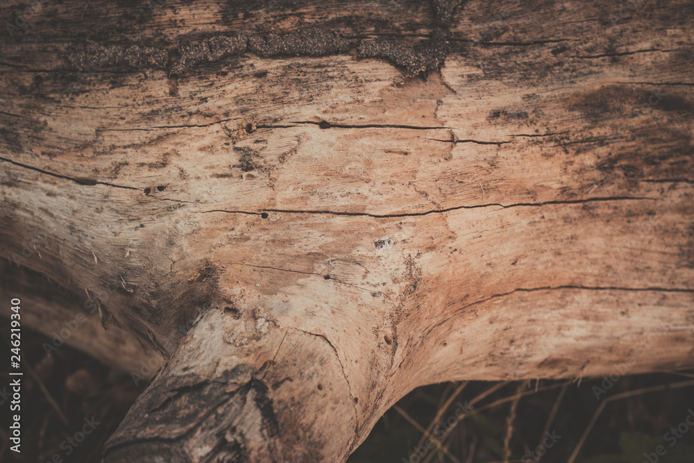 wood texture background