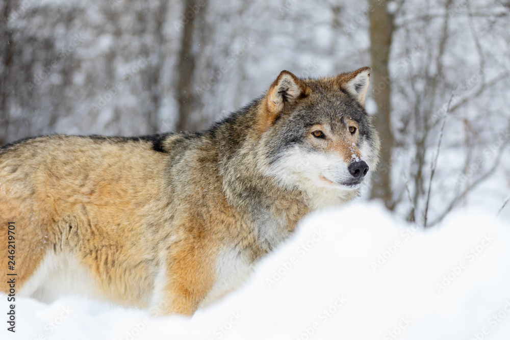 Wolf stands in the snow in beautiful winter forest