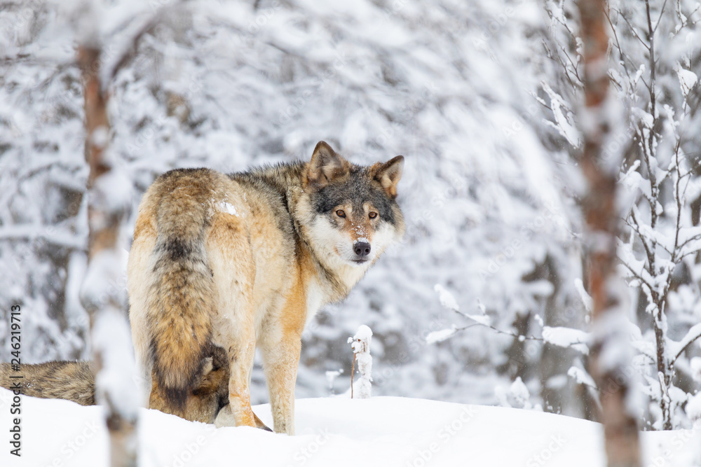 Fototapeta premium Focused wolf in pack looking backward in cold winter forest