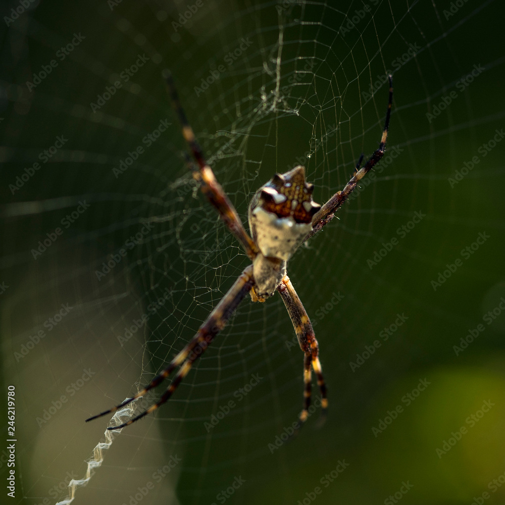 spyder spyder