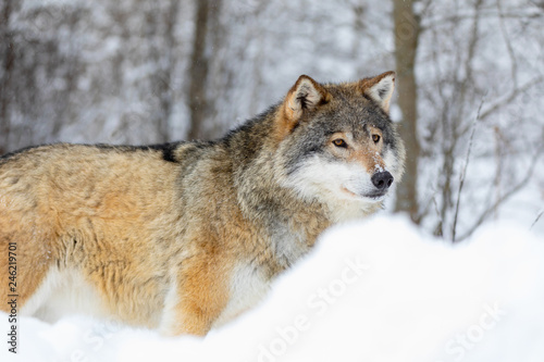 Wolf stands in the snow in beautiful winter forest © kjekol