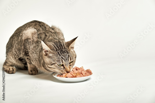 Grey tabby cat eat food from bowl on white