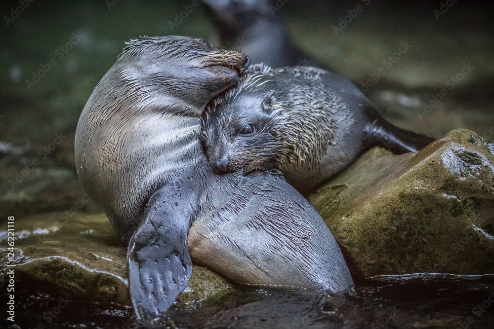 Obraz premium Fur seal pups play fighting