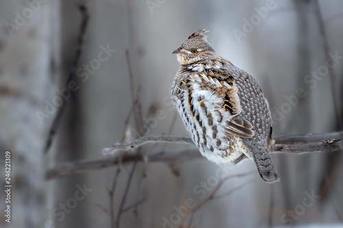 Ruffed Grouse (Bonasa umbellus) Perched on Branch Above Snow