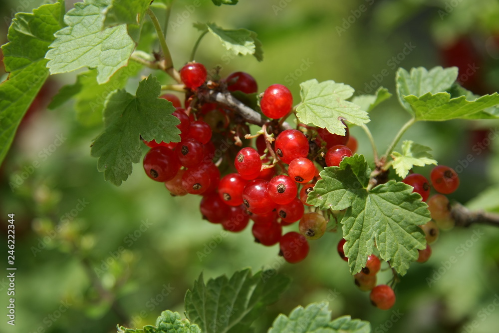 Frutos silvestres Frutos silvestres