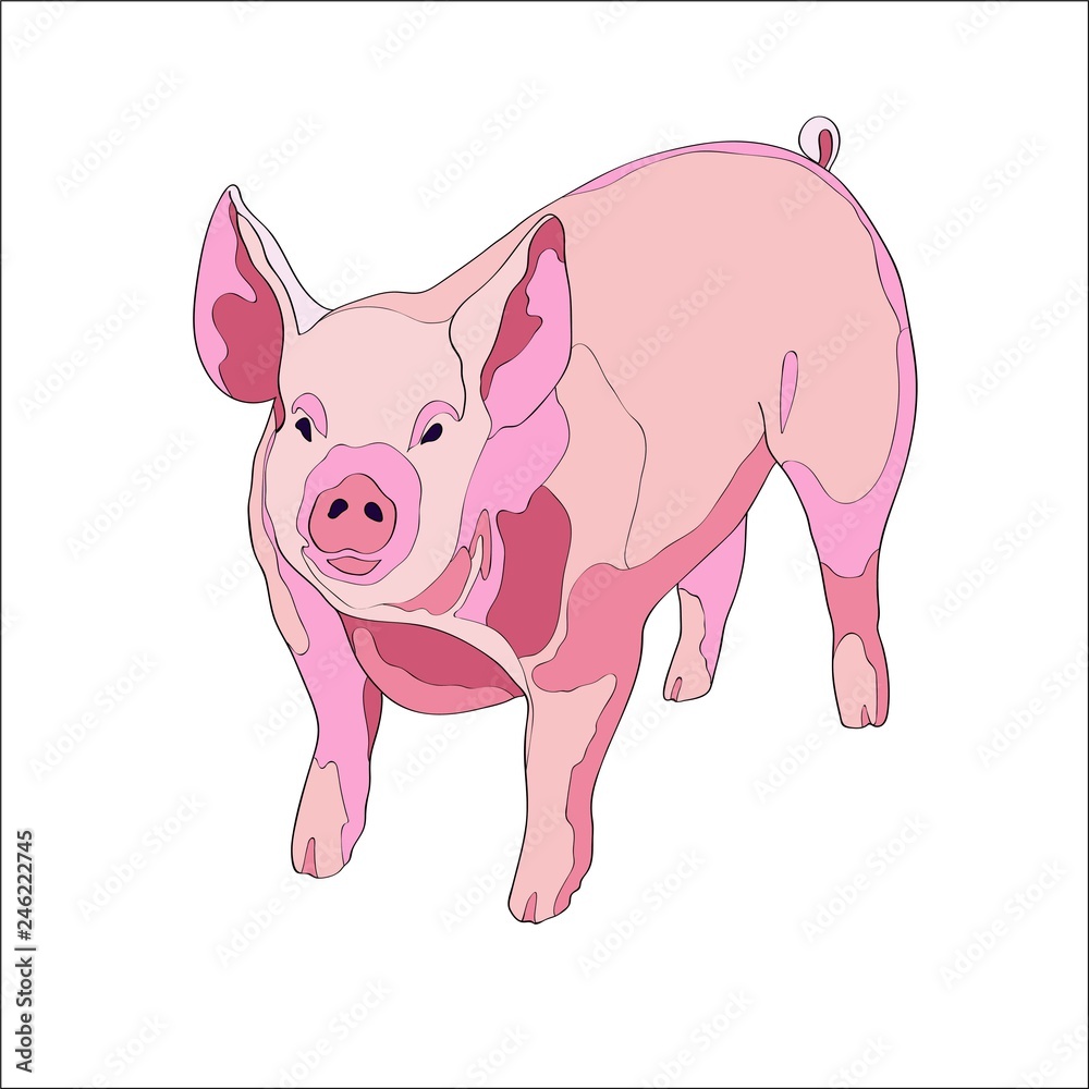 Naklejka premium Vector illustration. Pig, side view. Color