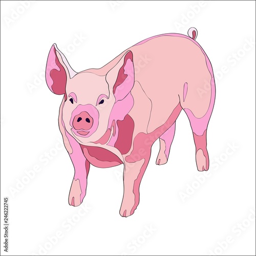 Vector illustration. Pig, side view. Color