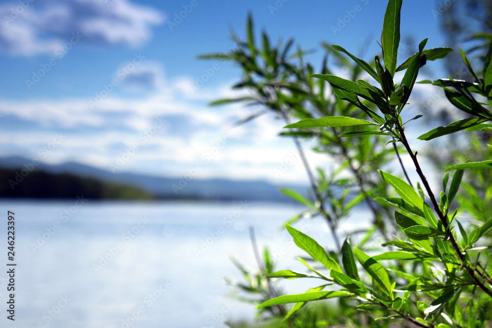 plant with green leaves with river and blue sky in the background. background with copyspace plant with green leaves with river and blue sky in the background. background with copyspace