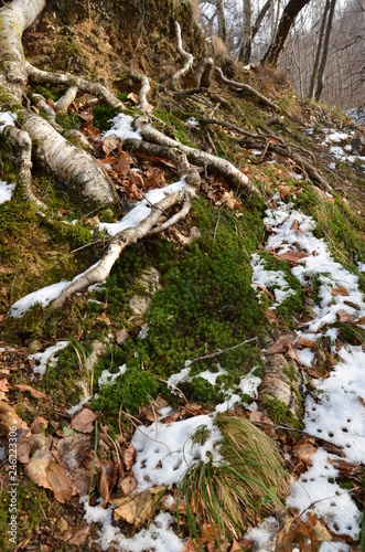 Forest roots among green moss, dry leaves and first snow