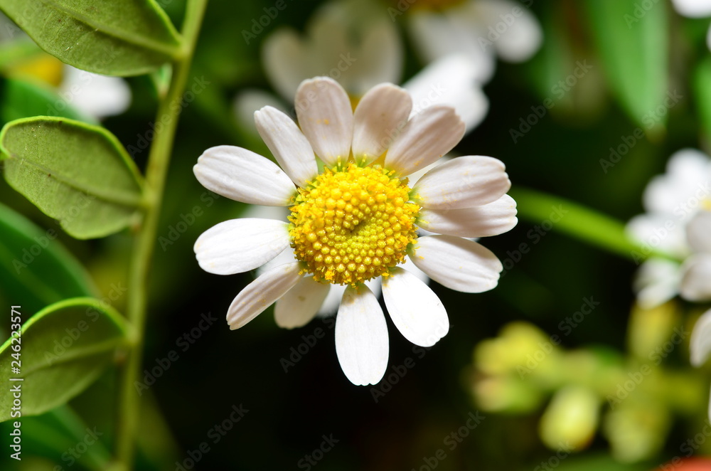 Blüte Blüte