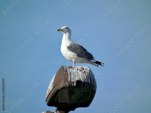 American life   Seagulls on the lights.