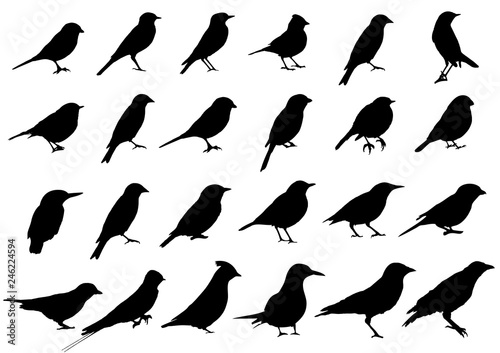 Birds silhouettes collection