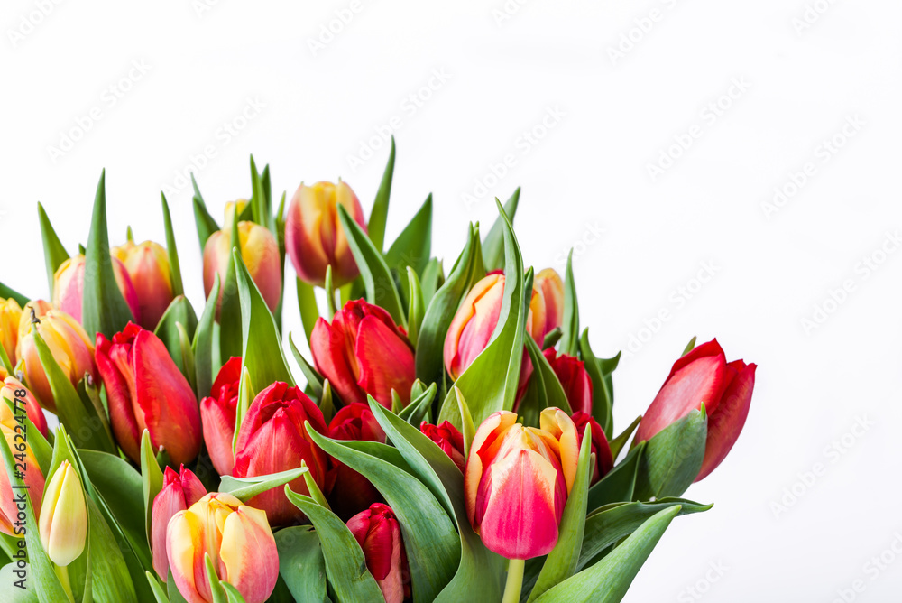 Bouquet of tulips, fresh bunch of colorful spring flowers isolated on white background, women's day gift or mother's day card Bouquet of tulips, fresh bunch of colorful spring flowers isolated on white background, women's day gift or mother's day card