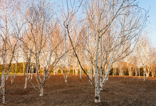 expanse of birch trees in a field / expanse of birch trees during the autumn season photo