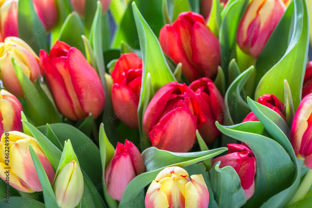 Bouquet of tulips, background of colorful tulip, closeup Bouquet of tulips, background of colorful tulip, closeup