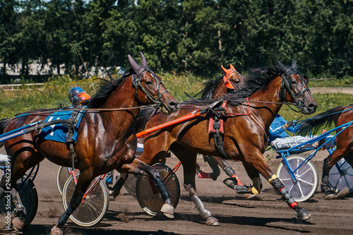 Horses run at high speed along the track of the racetrack. Competitions - horse racing. © afefelov68