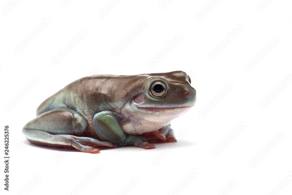 Fototapeta premium blue Giant flying frog isolated on white background